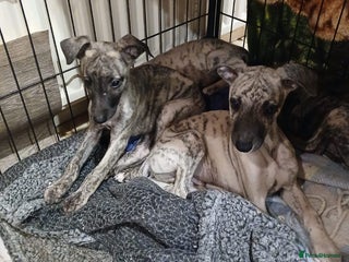 Whippet dogs - Advert 13