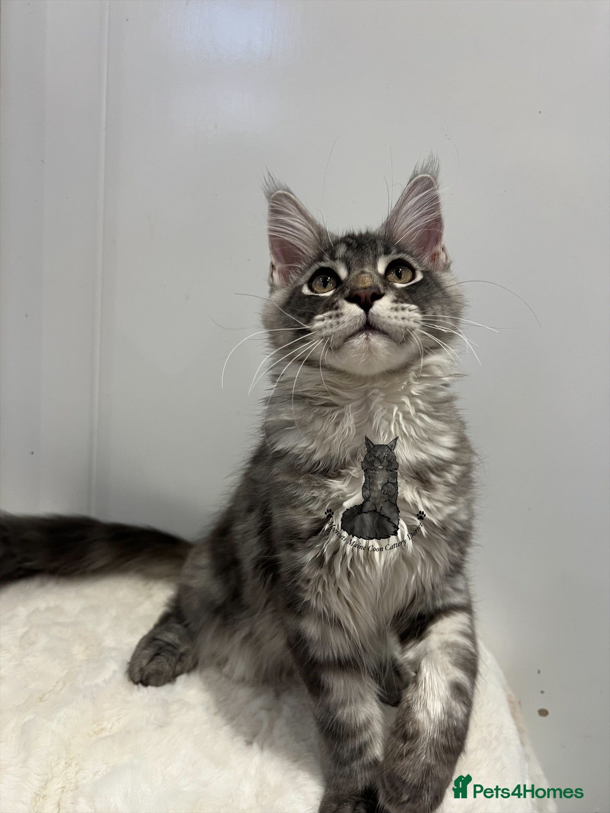 Maine Coon cats TICA girl female  Maine Coon blue silver tabby  - Advert 2