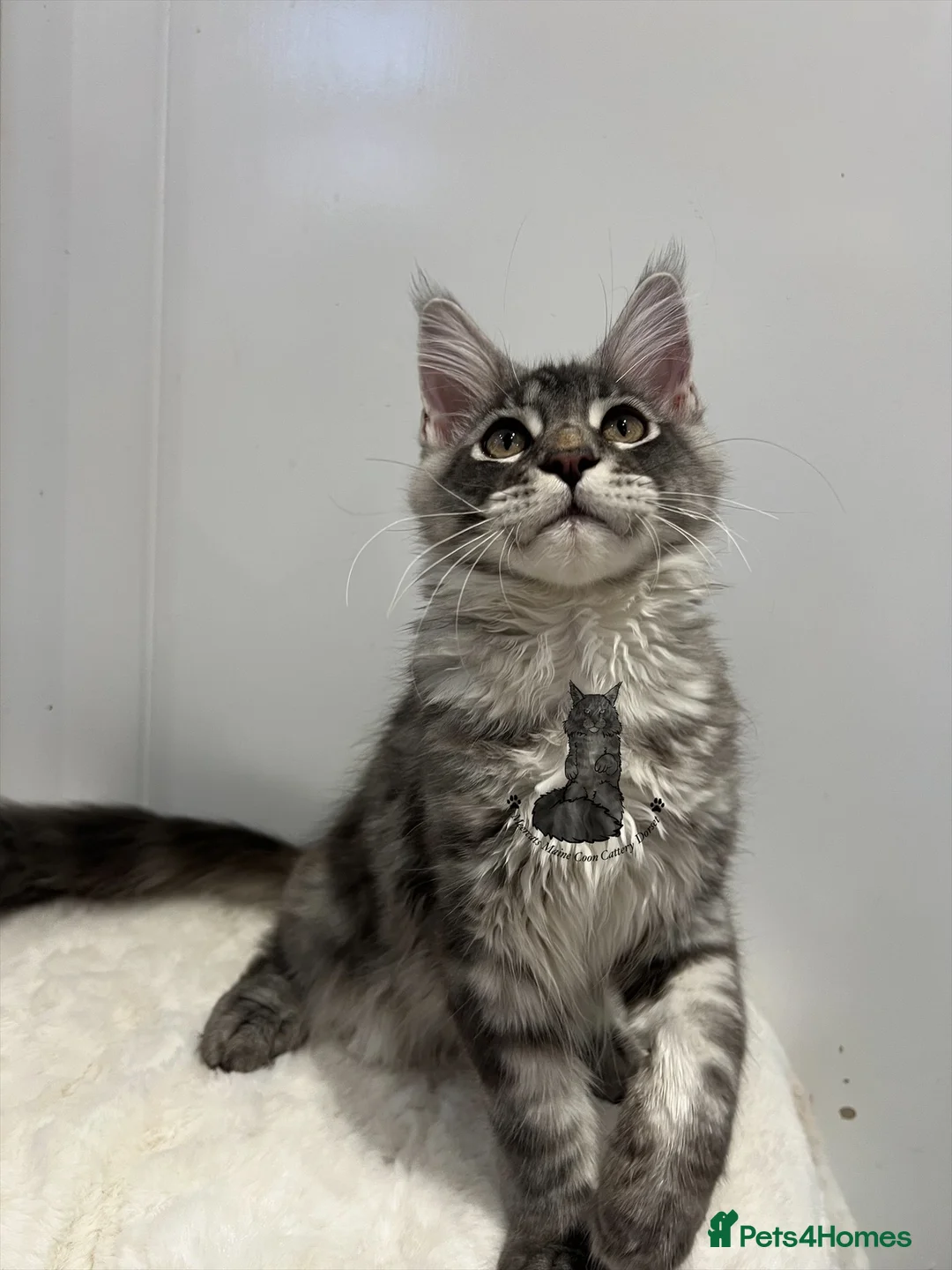 Maine Coon cats for sale: TICA girl female  Maine Coon blue silver tabby  - Advert 1