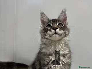 Maine Coon cats TICA girl female Maine Coon blue silver tabby - Advert 5