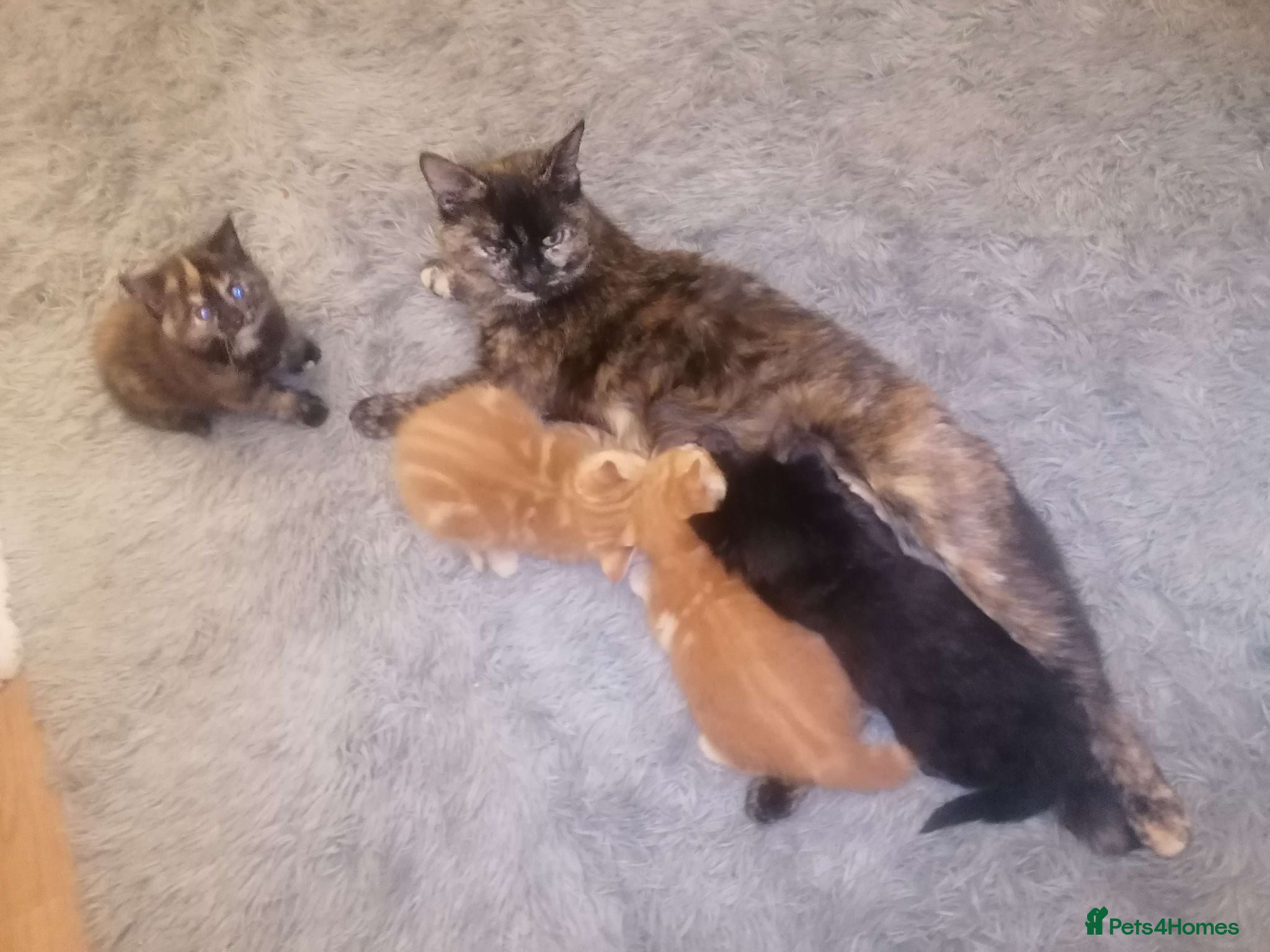 Mixed Breed cats 3 friendly kittens - Advert 2