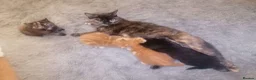 Mixed Breed cats for sale: 3 friendly kittens - Advert 1