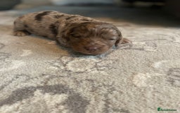 Cockapoo dogs for sale: cockapoo puppies f1 - Image 4