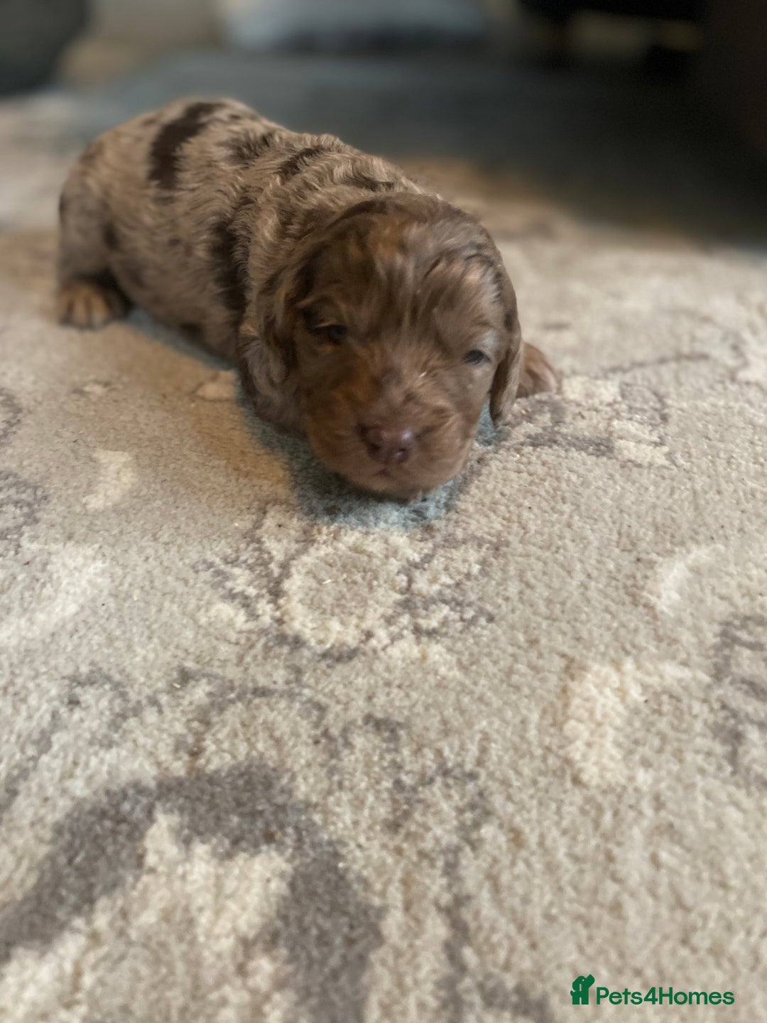 Cockapoo dogs for sale: cockapoo puppies f1 - Image 4
