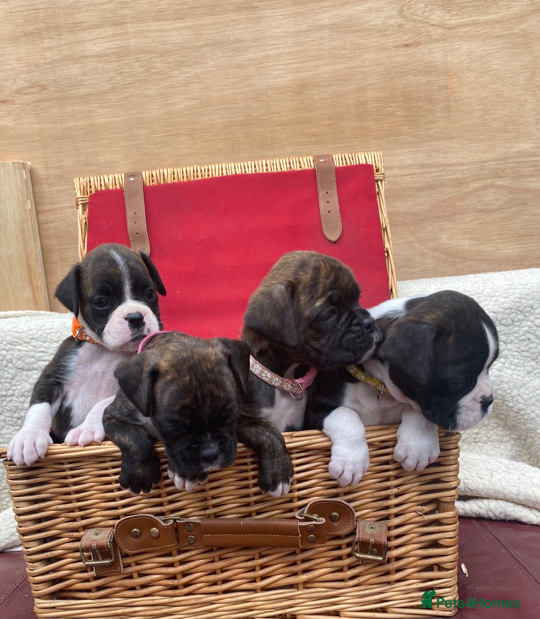 Boxer dogs Boxer KC puppies  - Advert 2