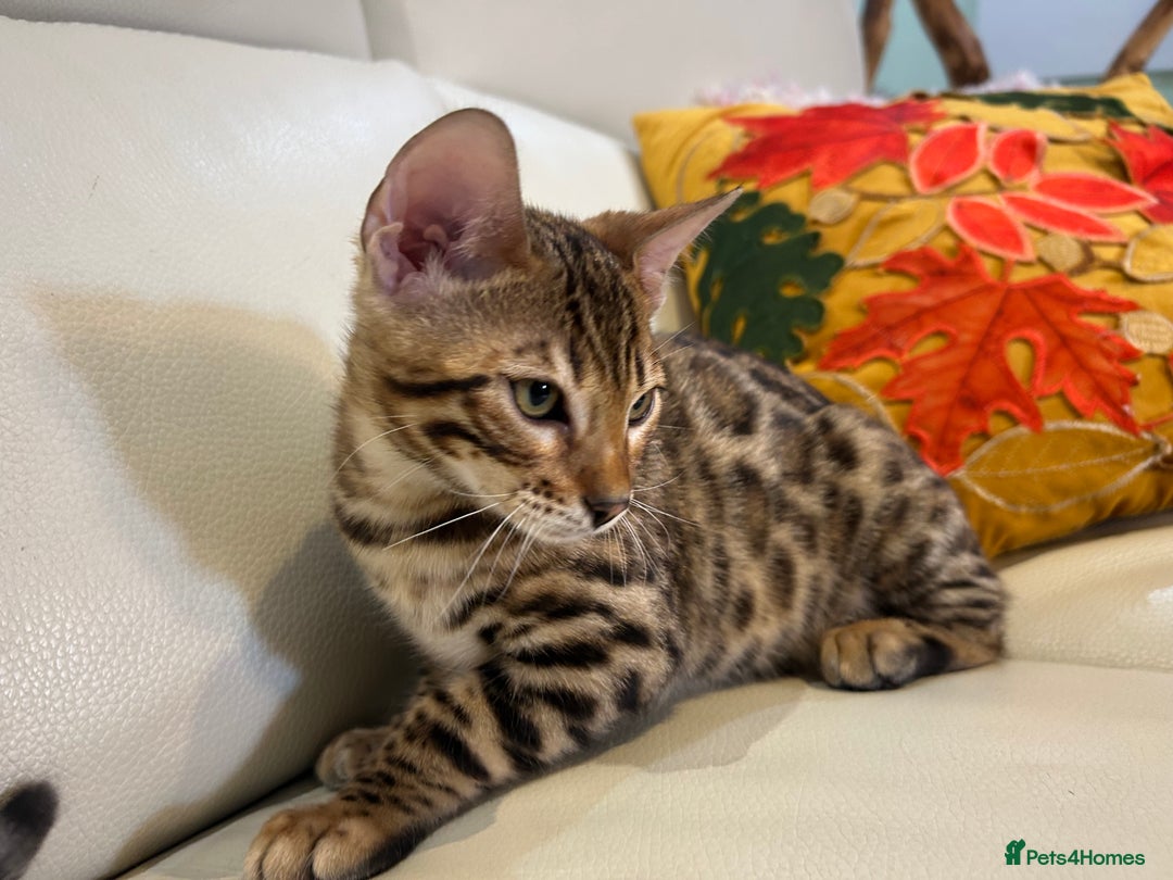 Bengal cats for sale: Bangal Kittens  - Image 10