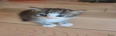 Siberian 1