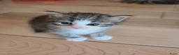 Siberian cats for sale: Pure gorgeous Siberian Kittens  - Advert 2