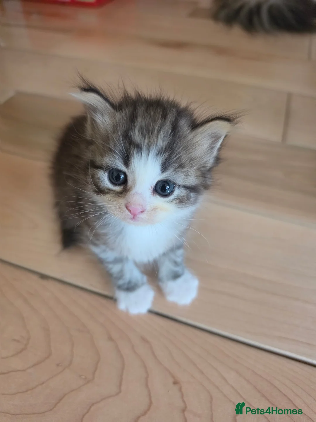 Siberian cats for sale: Pure gorgeous Siberian Kittens  - Advert 2