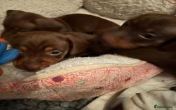 Miniature Dachshund dogs for sale: 1 girl & 3 boys ready Now Mini Dachshunds  - Image 11