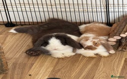 Mini Lop rabbits for sale: Mini lop for sale  - Image 5