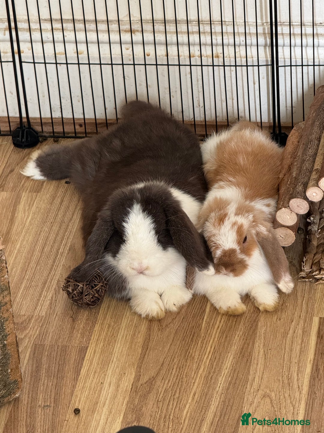 Mini Lop rabbits for sale: Mini lop for sale  - Image 5