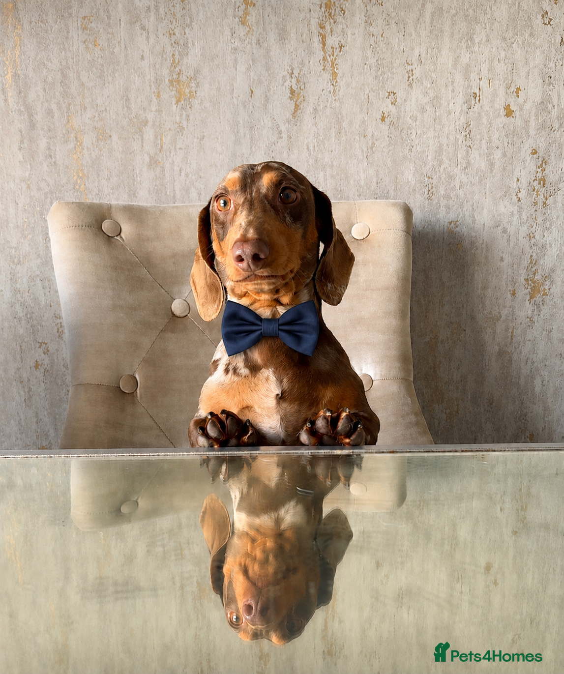 Dachshund dogs *STUD* Handsome dapple dachshund for stud only - Advert 1