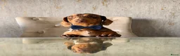 Dachshund dogs for stud: *STUD* Handsome dapple dachshund for stud only - Advert 1