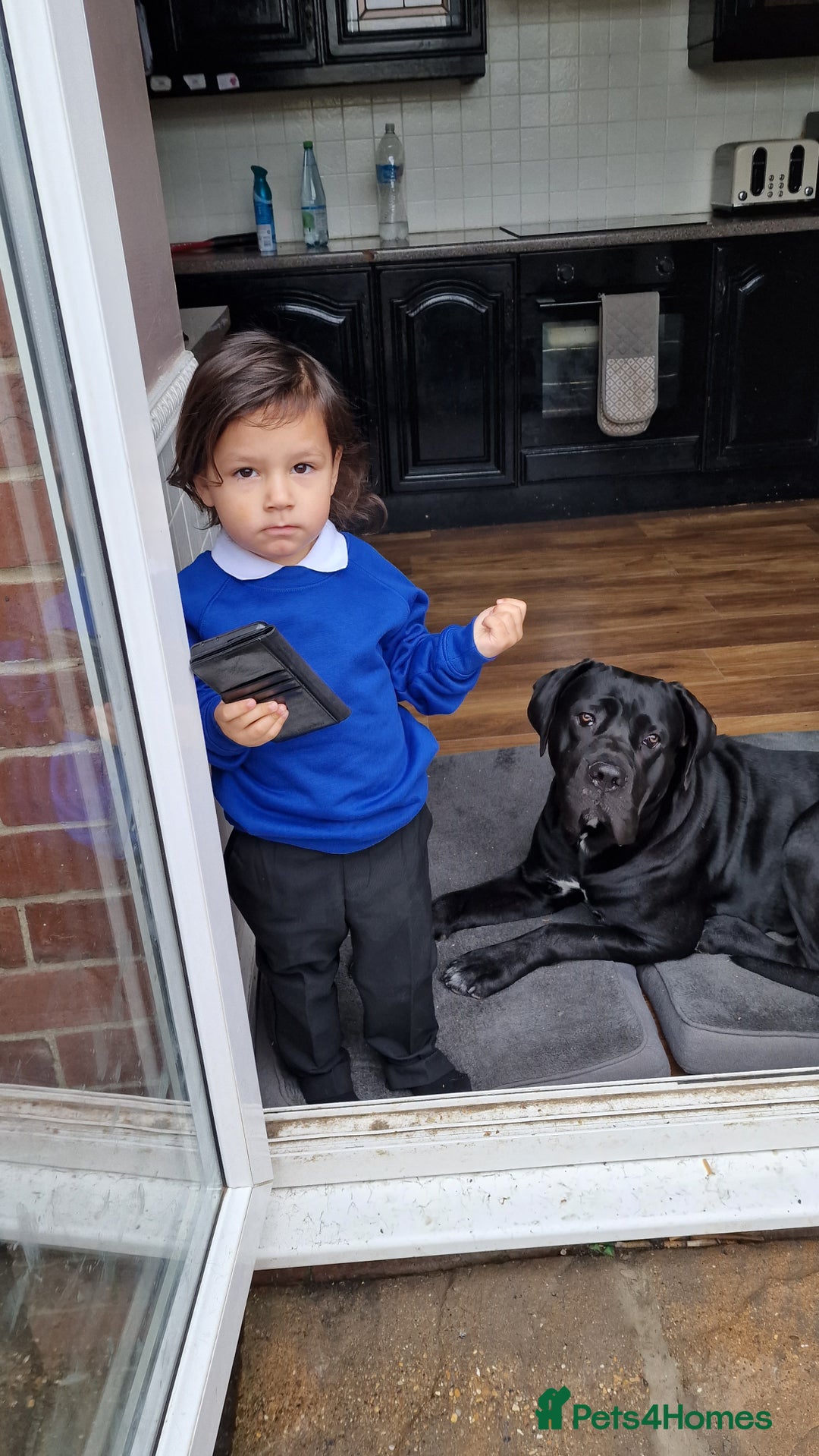 Cane Corso dogs for sale: ULTIMATE CANE CORSO PUPPIES  - Image 17
