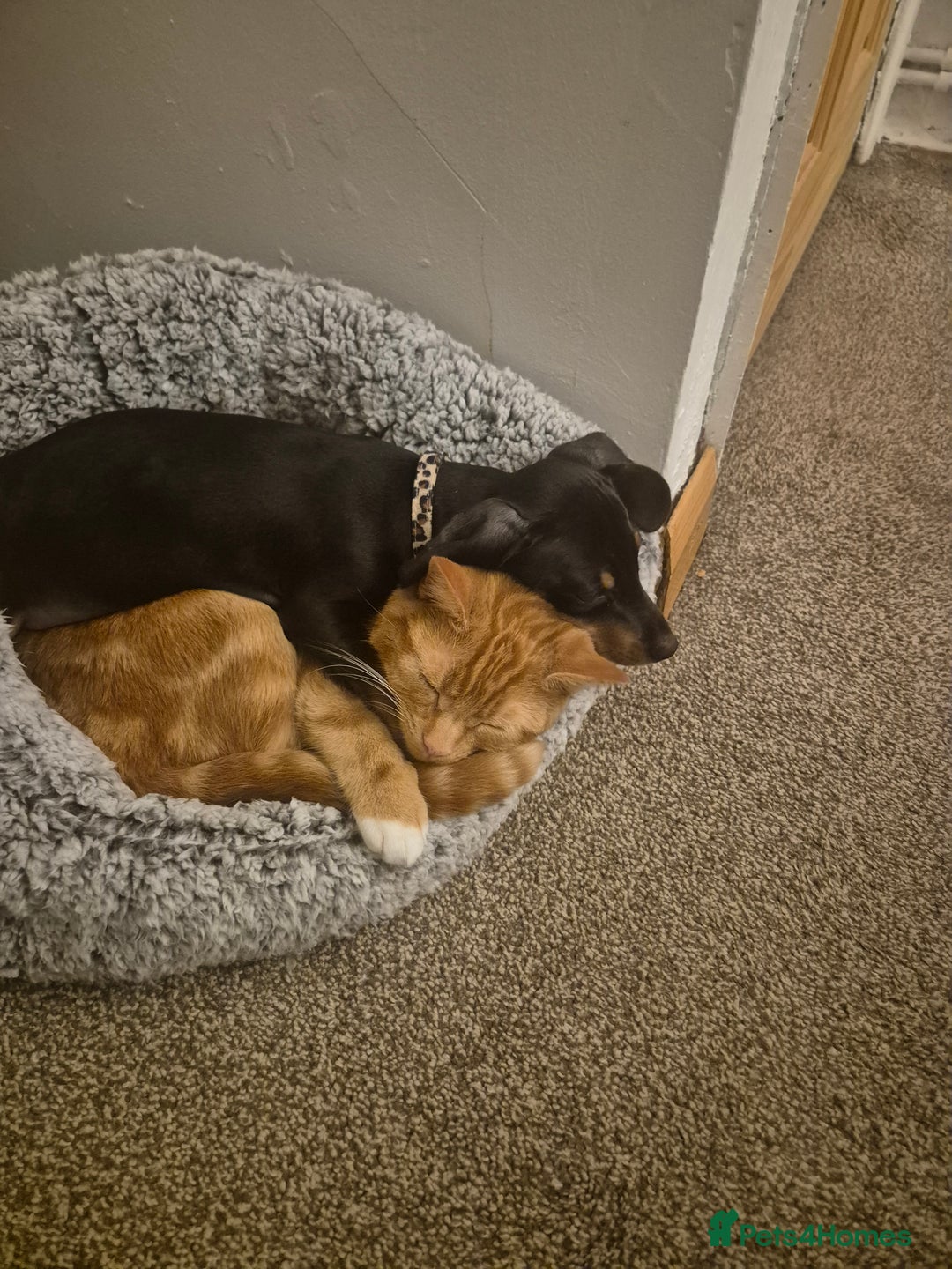 Miniature Dachshund dogs for sale: Miniature Dachshund  - Advert 3