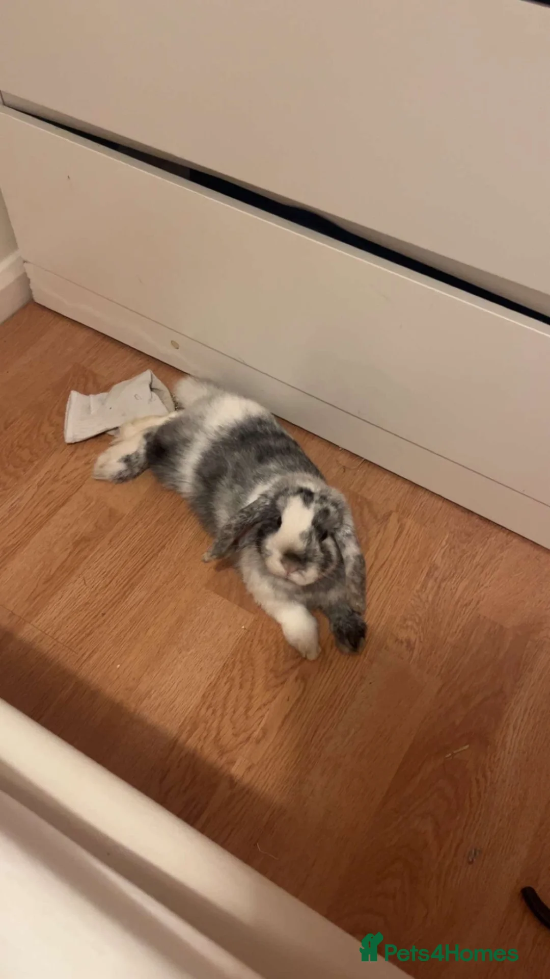 Mini Lop rabbits for sale: Mini lop bunny for sale - Advert 2