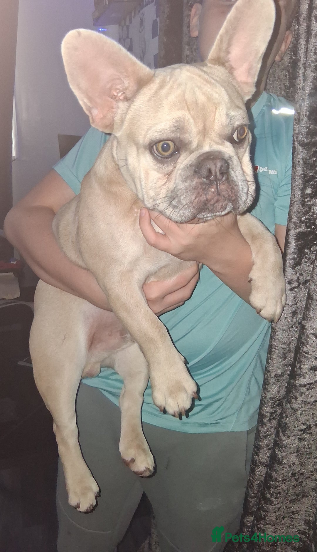 French Bulldog dogs for sale: Male fawn merle french bulldog  - Image 1