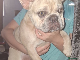 French Bulldog dogs for sale - Advert 1