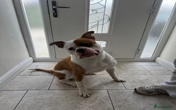 American Bulldog dogs for stud: Koda  - Image 2