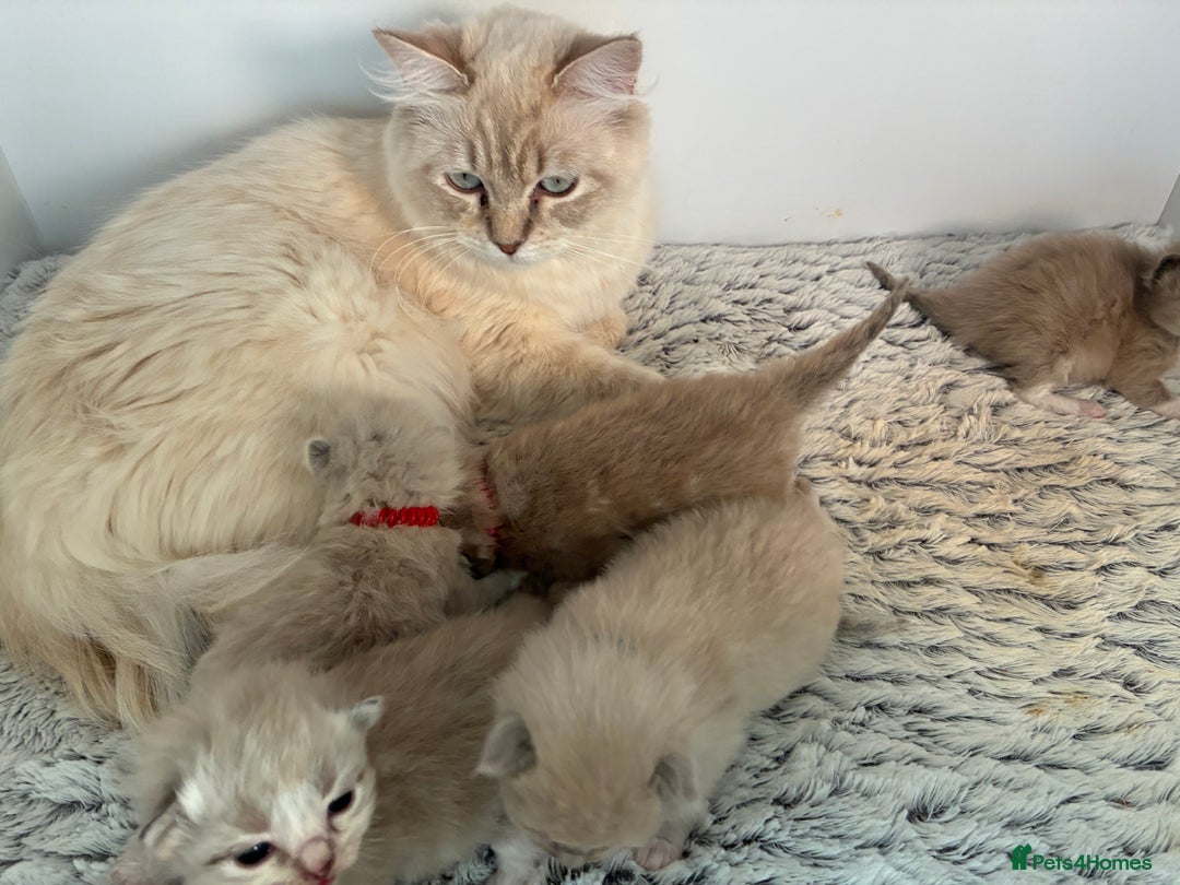 Ragdoll cats for sale: Tica registered Mink Ragdolls (cherubims) - Advert 4