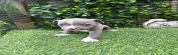 Staffordshire Bull Terrier dogs for sale: LAST ONE ** BLUE STAFFORDSHIRE BULL TERRIERS  - Advert 11