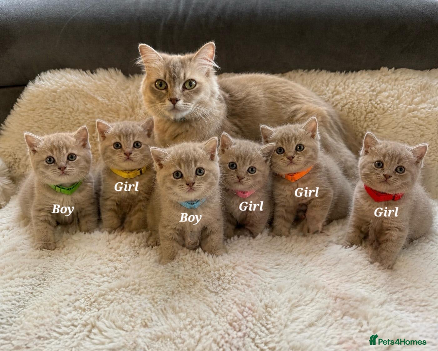 British Shorthair cats 🐾Beautiful British shorthair kittens for Sale 🐾 - Advert 1