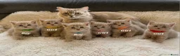 British Shorthair cats for sale: 🐾Beautiful British shorthair kittens for Sale 🐾 in Northampton - Advert 1