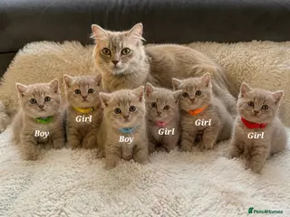 British Shorthair cats 🐾Beautiful British shorthair kittens for Sale 🐾 - Advert 1