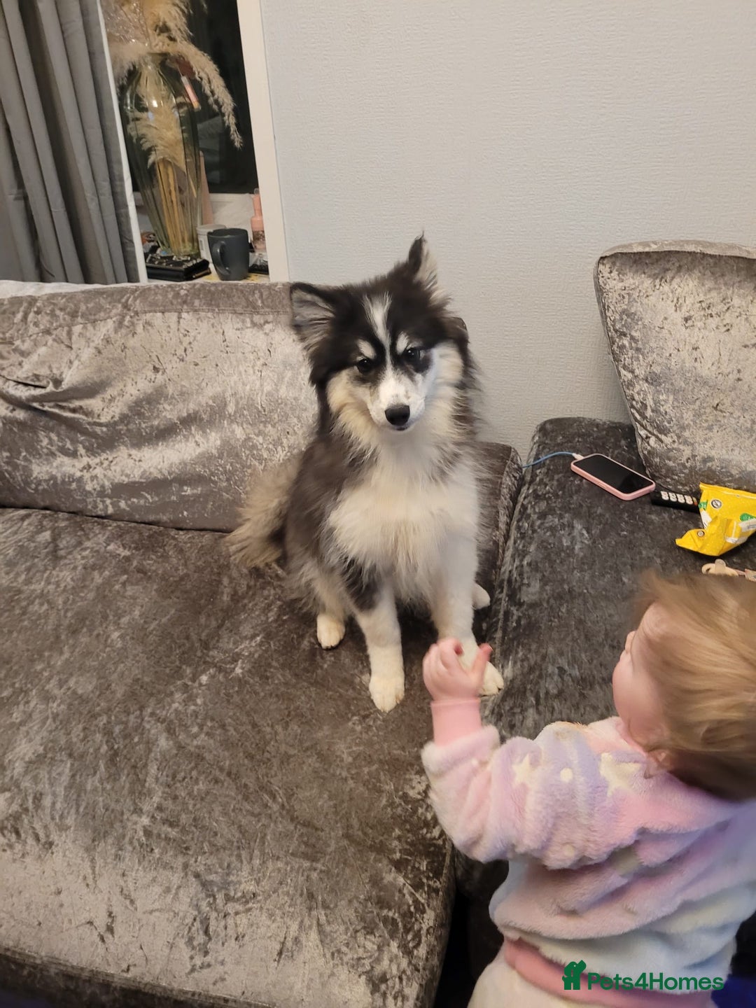 Pomsky dogs for sale: Beautiful Luna - Advert 1