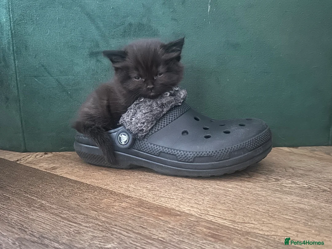 British Longhair cats for sale: British shorthair kittens  - Advert 1