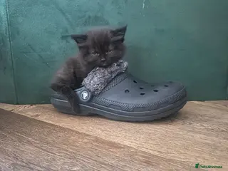 British Longhair cats British shorthair kittens - Advert 8