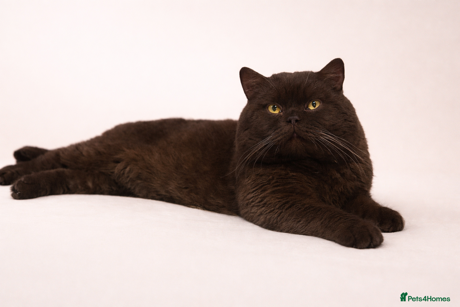 British Shorthair cats GCCF/TICA GCB Lines Chocolate BSH stud.  - Advert 14