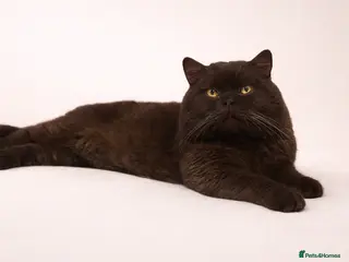 British Shorthair cats GCCF/TICA GCB Lines Chocolate BSH stud. - Advert 14