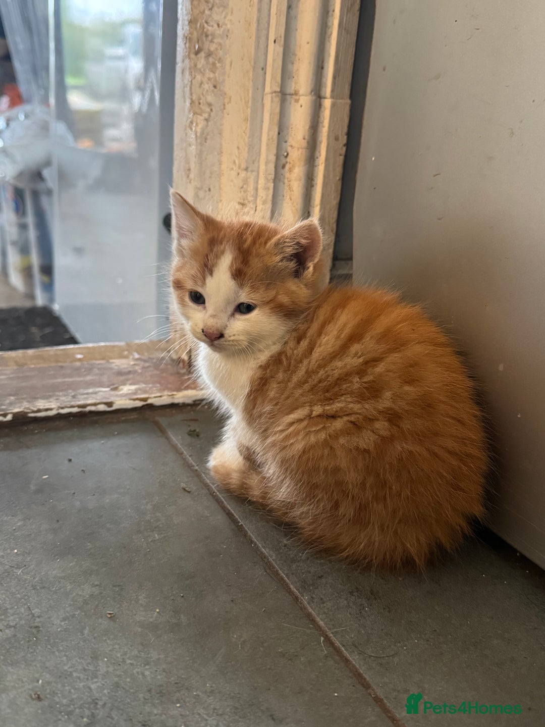 Mixed Breed cats for sale: Kittens - Image 2