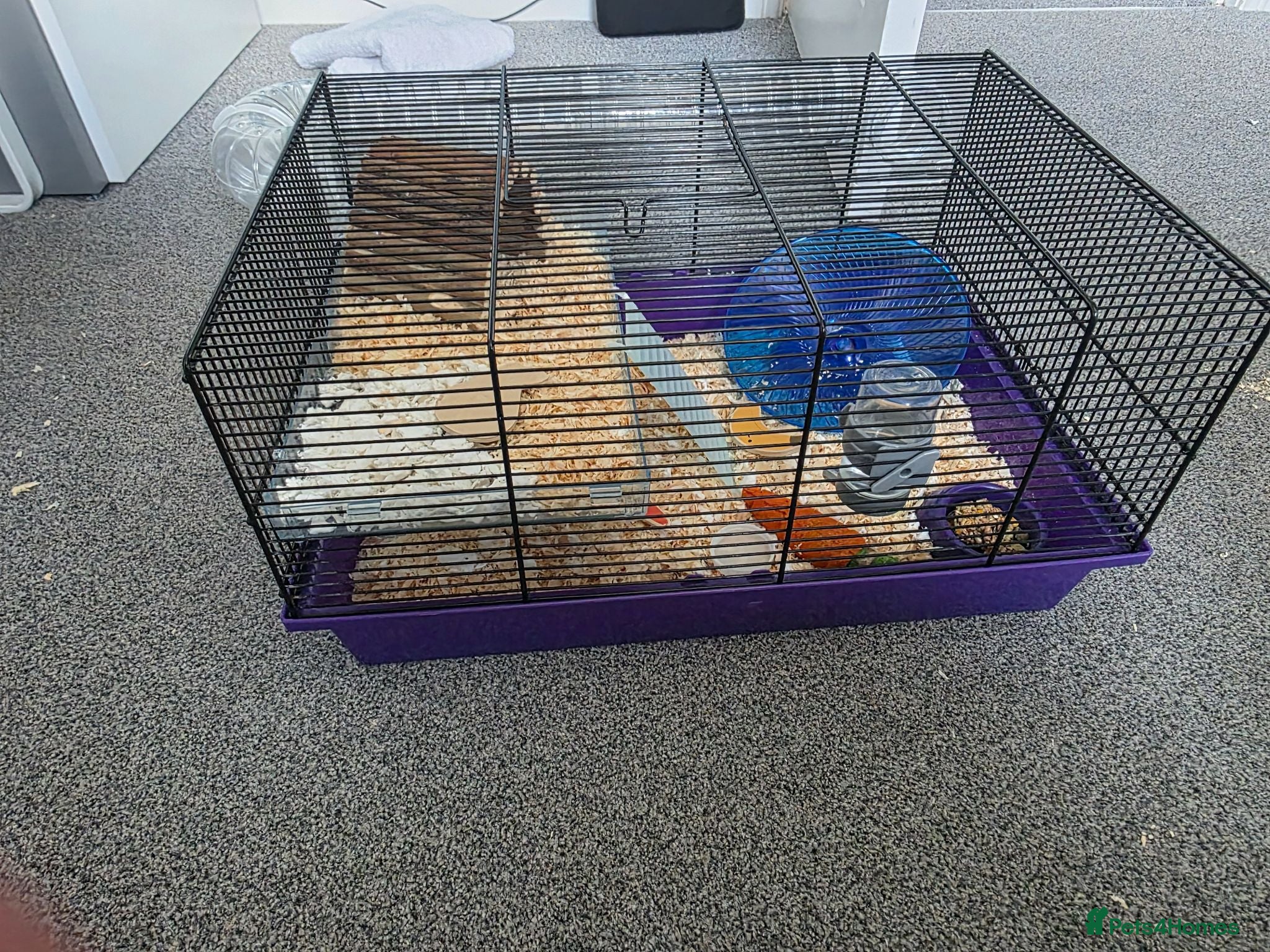 Hamster rodents Hamster and cage - Advert 1