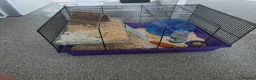 Hamster rodents for sale: Hamster and cage in Mirfield - Advert 1