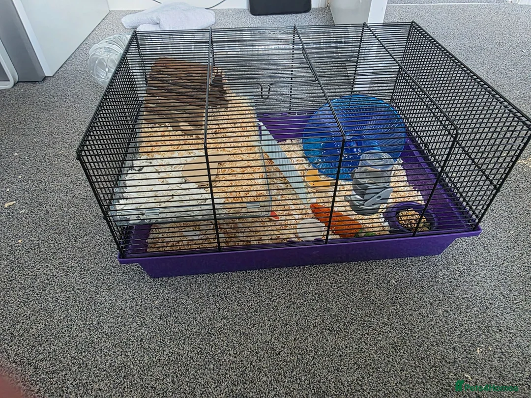 Hamster rodents for sale: Hamster and cage in Mirfield - Advert 1