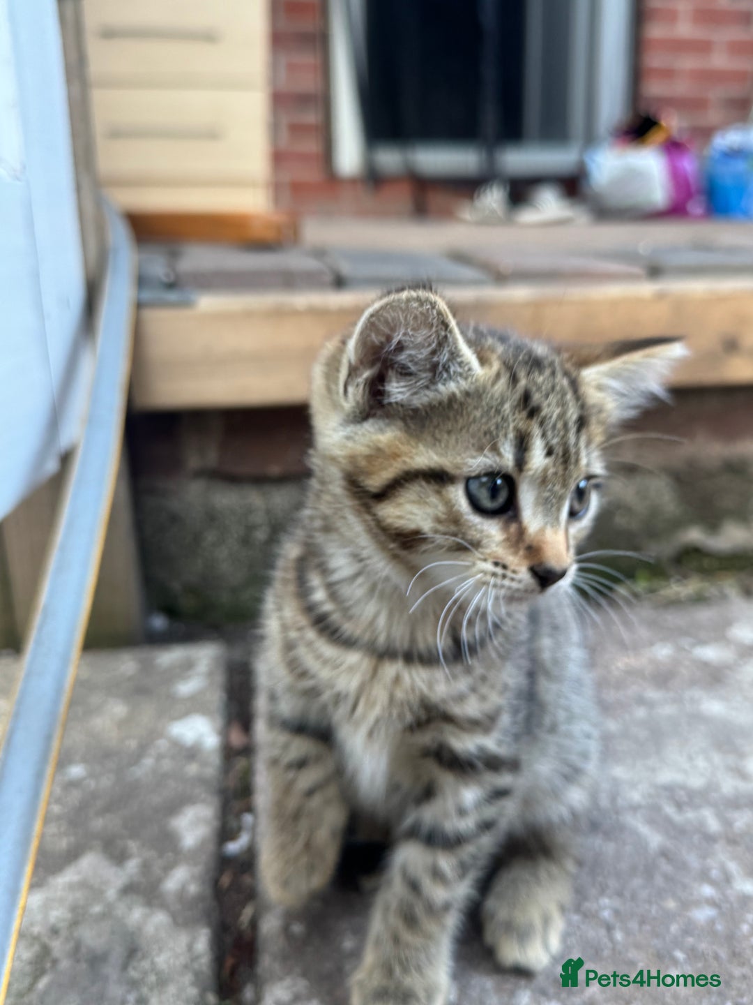 British Longhair cats for sale: British long hair  - Image 3