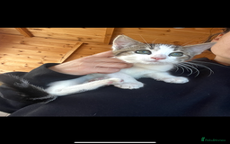 Mixed Breed cats for sale: Two boy kittens  - Image 4