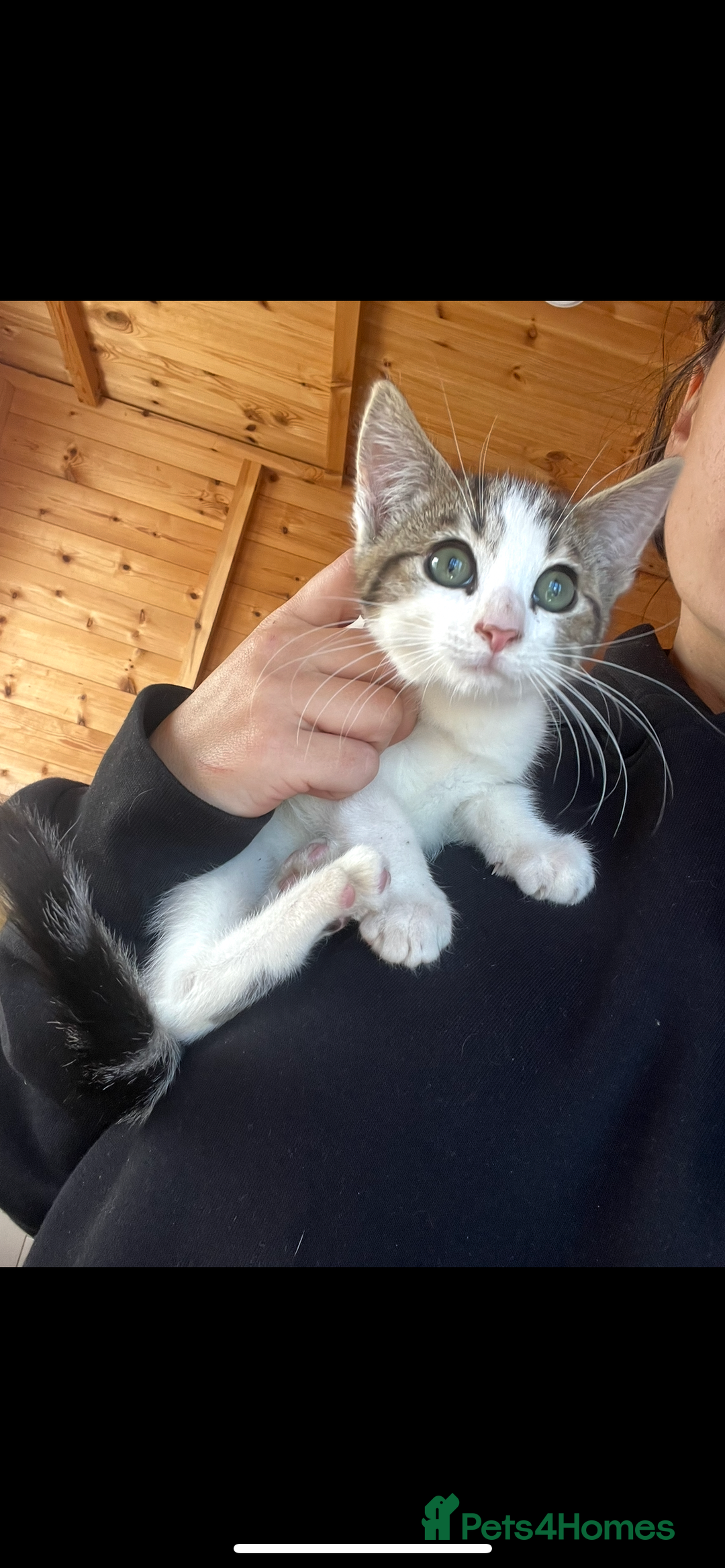 Mixed Breed cats for sale: Two boy kittens  - Image 4