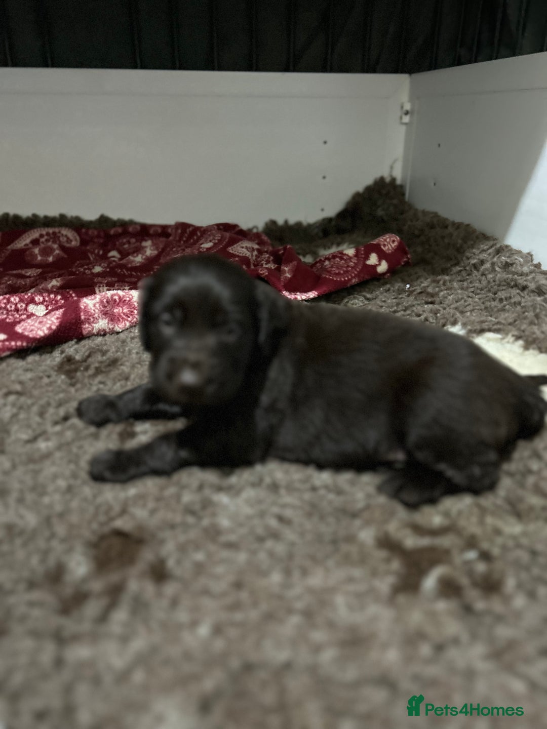 Flat coated Retriever dogs for sale: Beautiful litter of liver flatcoat puppies  - Advert 7