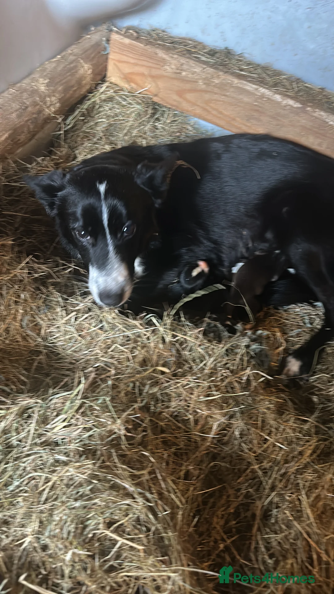 Border Collie dogs for sale: For sale 6 beautiful border collies puppies  - Advert 2