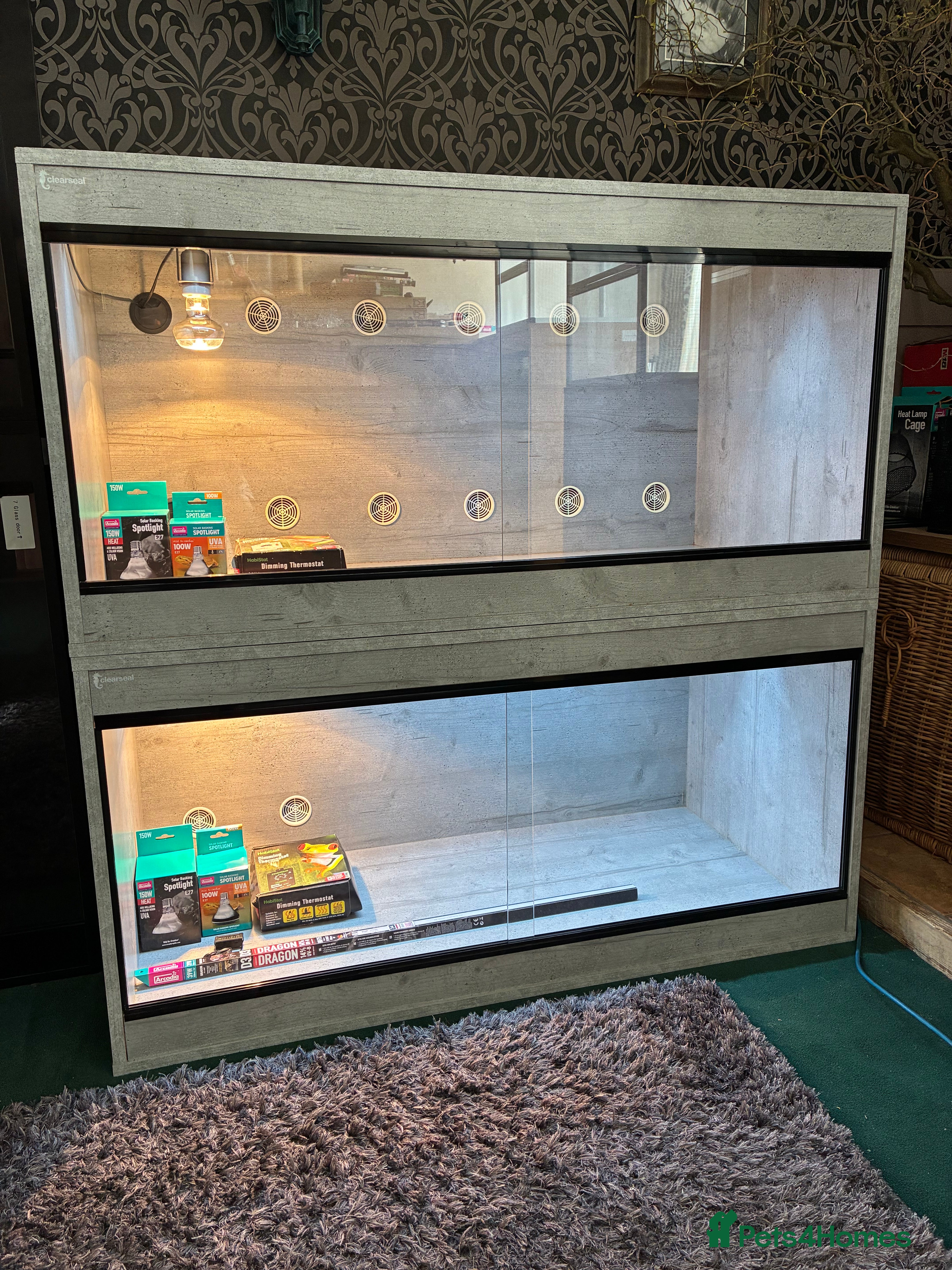 Bearded Dragon reptiles Bearded Dragon + New Vivarium Setup kit - Advert 8