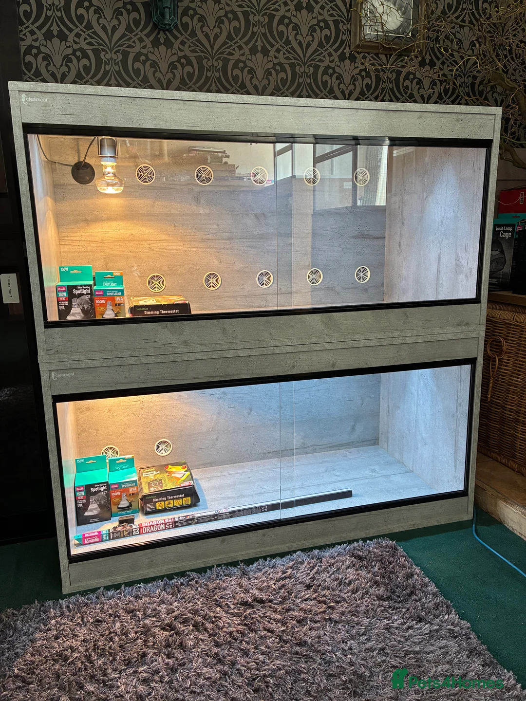 Bearded Dragon reptiles for sale: Bearded Dragon + New Vivarium Setup kit - Advert 2