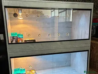 Bearded Dragon reptiles Bearded Dragon + New Vivarium Setup kit - Advert 8