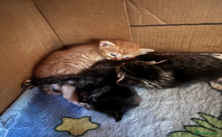 Norwegian Forest Cat cats - Advert 2