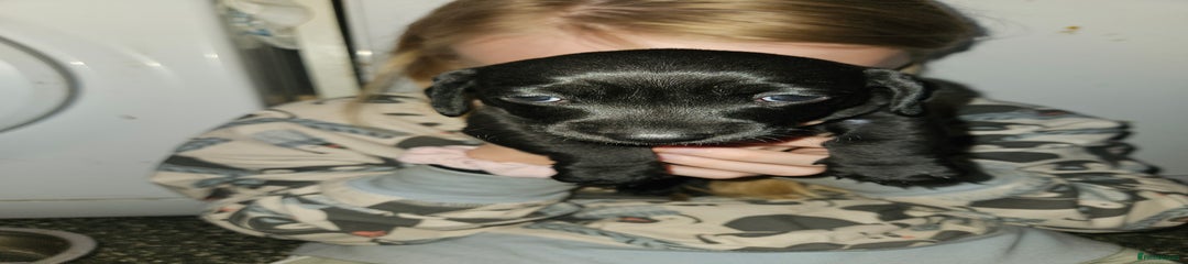 Mixed Breed Puppy 2