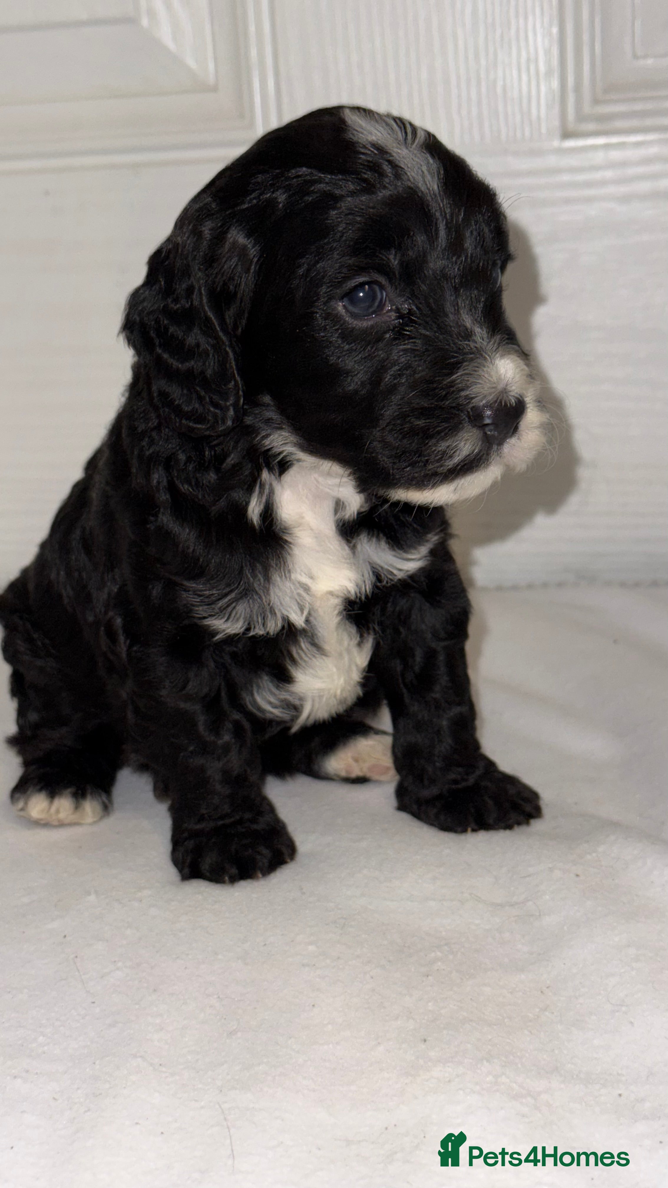 Cockapoo dogs COCKAPOO’S F1 - Advert 17