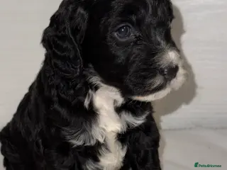 Cockapoo dogs COCKAPOO’S F1 - Advert 17